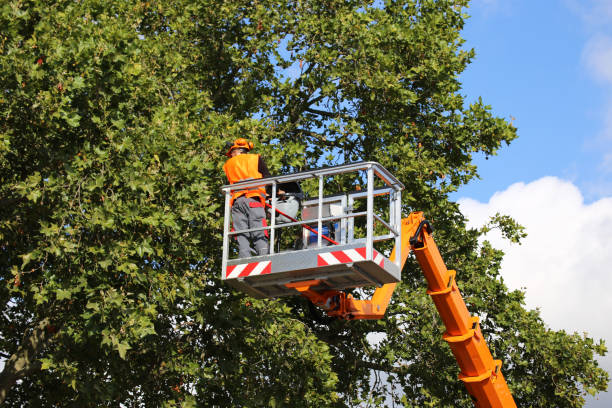 How Our Tree Care Process Works  in  Vienna, IL