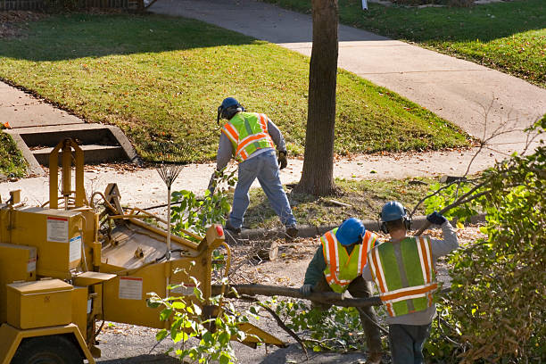 Vienna, IL Tree Care Services Company